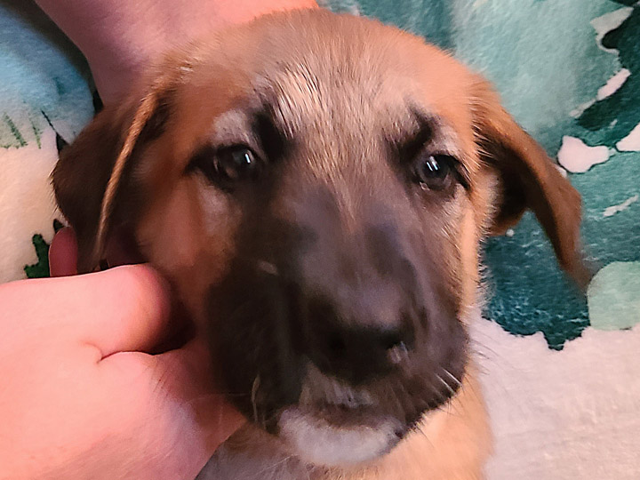 chinook puppy